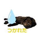 紫友会 保護犬パラダイス✨メイン（個別スタンプ：15）