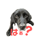 紫友会 保護犬パラダイス✨メイン（個別スタンプ：16）