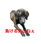 紫友会 保護犬パラダイス✨メイン（個別スタンプ：17）