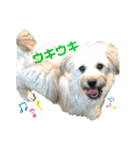 紫友会 保護犬パラダイス✨メイン（個別スタンプ：18）