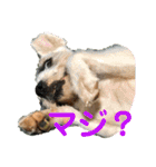 紫友会 保護犬パラダイス✨メイン（個別スタンプ：19）