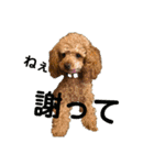 紫友会 保護犬パラダイス✨メイン（個別スタンプ：20）