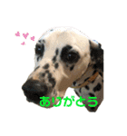 紫友会 保護犬パラダイス✨メイン（個別スタンプ：21）
