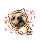 紫友会 保護犬パラダイス✨メイン（個別スタンプ：22）
