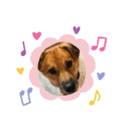 紫友会 保護犬パラダイス✨メイン（個別スタンプ：24）