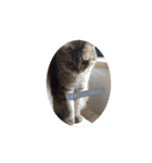 マンチカンのふむ（個別スタンプ：1）