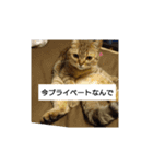 マンチカンのふむ（個別スタンプ：2）