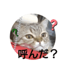 マンチカンのふむ（個別スタンプ：4）