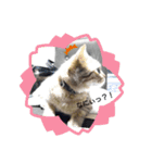 マンチカンのふむ（個別スタンプ：5）
