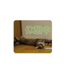 マンチカンのふむ（個別スタンプ：7）