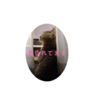マンチカンのふむ（個別スタンプ：8）