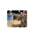 マンチカンのふむ（個別スタンプ：11）