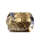 マンチカンのふむ（個別スタンプ：13）