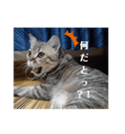 マンチカンのふむ（個別スタンプ：15）