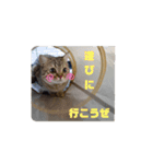 マンチカンのふむ（個別スタンプ：16）