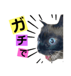 ねこスタンプMADJAPAN（個別スタンプ：1）