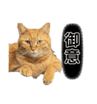 ねこスタンプMADJAPAN（個別スタンプ：3）