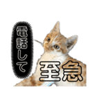 ねこスタンプMADJAPAN（個別スタンプ：4）