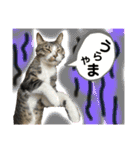 ねこスタンプMADJAPAN（個別スタンプ：5）