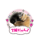 ねこスタンプMADJAPAN（個別スタンプ：6）