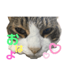 ねこスタンプMADJAPAN（個別スタンプ：8）