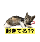 ねこスタンプMADJAPAN（個別スタンプ：9）