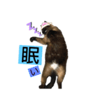 ねこスタンプMADJAPAN（個別スタンプ：10）