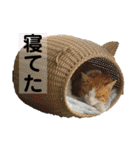 ねこスタンプMADJAPAN（個別スタンプ：11）