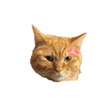 ねこスタンプMADJAPAN（個別スタンプ：12）