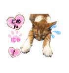 ねこスタンプMADJAPAN（個別スタンプ：13）