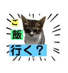 ねこスタンプMADJAPAN（個別スタンプ：14）