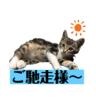 ねこスタンプMADJAPAN（個別スタンプ：15）