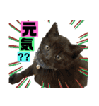 ねこスタンプMADJAPAN（個別スタンプ：16）