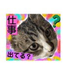 ねこスタンプMADJAPAN（個別スタンプ：17）