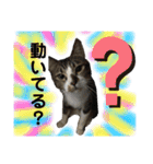 ねこスタンプMADJAPAN（個別スタンプ：18）