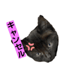 ねこスタンプMADJAPAN（個別スタンプ：19）