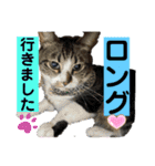 ねこスタンプMADJAPAN（個別スタンプ：20）