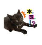 ねこスタンプMADJAPAN（個別スタンプ：21）
