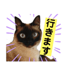 ねこスタンプMADJAPAN（個別スタンプ：22）