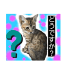 ねこスタンプMADJAPAN（個別スタンプ：23）