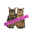 ねこスタンプMADJAPAN（個別スタンプ：24）
