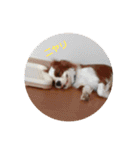 ギャバちゃん（個別スタンプ：12）