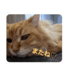 コンスタ4（個別スタンプ：6）