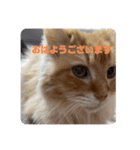 コンスタ4（個別スタンプ：14）