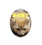 コンスタ4（個別スタンプ：15）