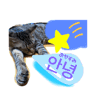 エギメロ(ハングル)（個別スタンプ：2）