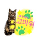 エギメロ(ハングル)（個別スタンプ：8）