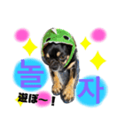 エギメロ(ハングル)（個別スタンプ：10）