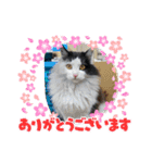シロシロシロ（個別スタンプ：2）