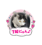 シロシロシロ（個別スタンプ：3）